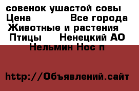 совенок ушастой совы › Цена ­ 5 000 - Все города Животные и растения » Птицы   . Ненецкий АО,Нельмин Нос п.